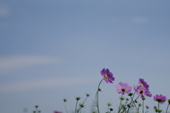 青空に秋桜