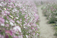 秋桜の続く道