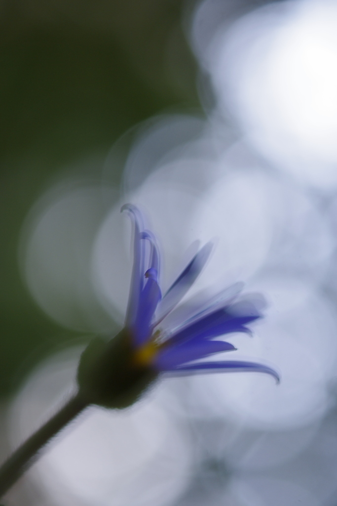 輝く明日