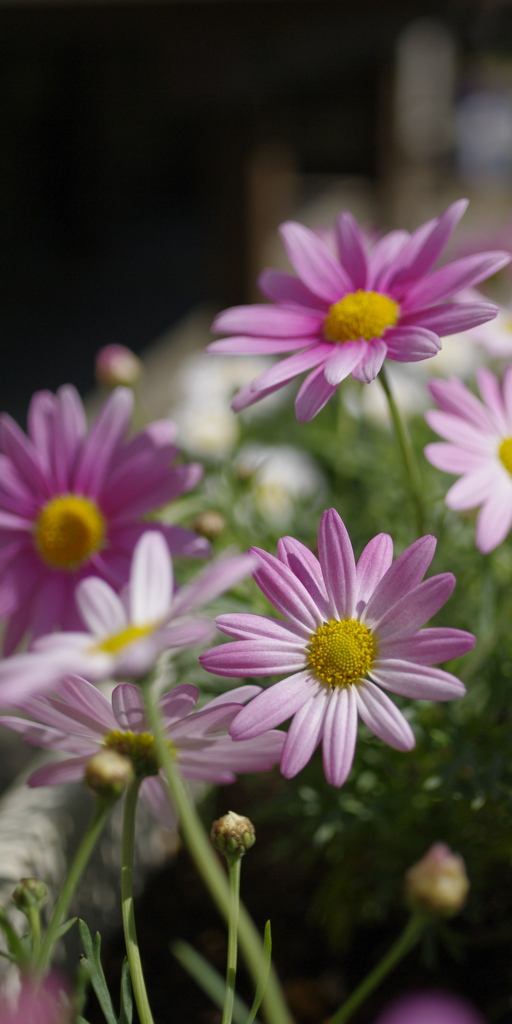 Paris daisy
