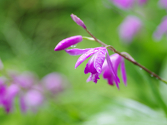 雨の中の紫蘭