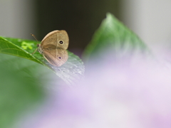 控え目に