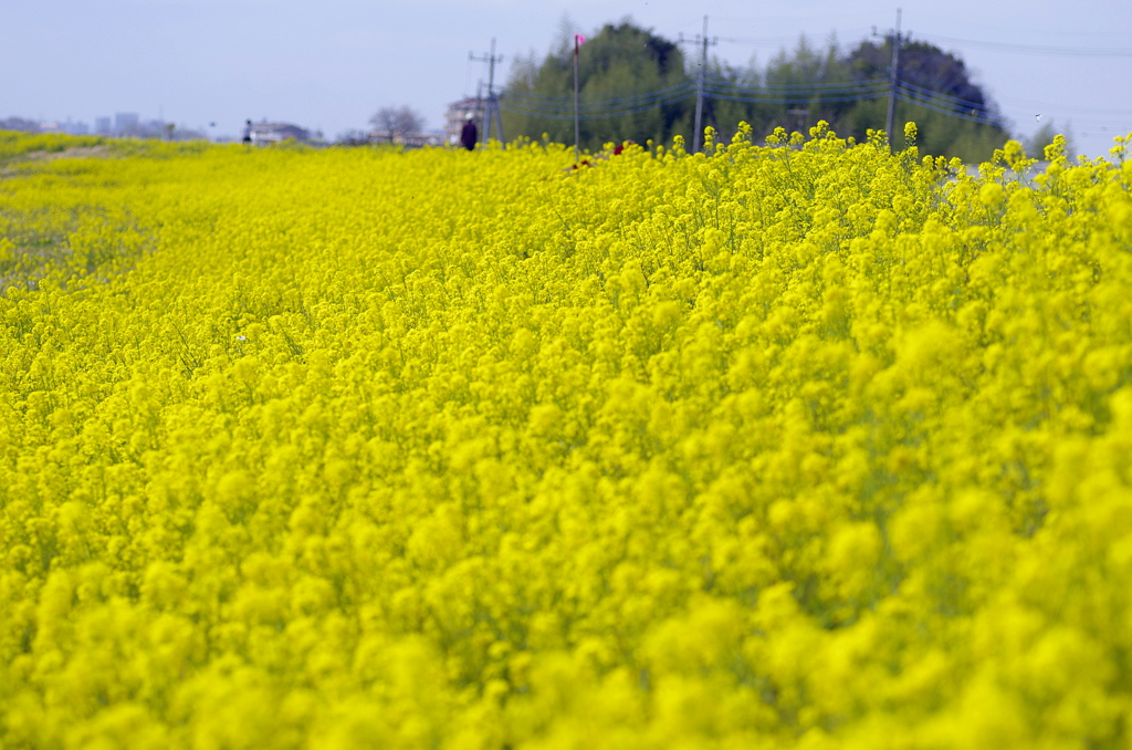 菜の花日和