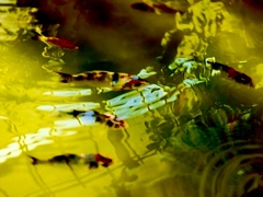 鯉