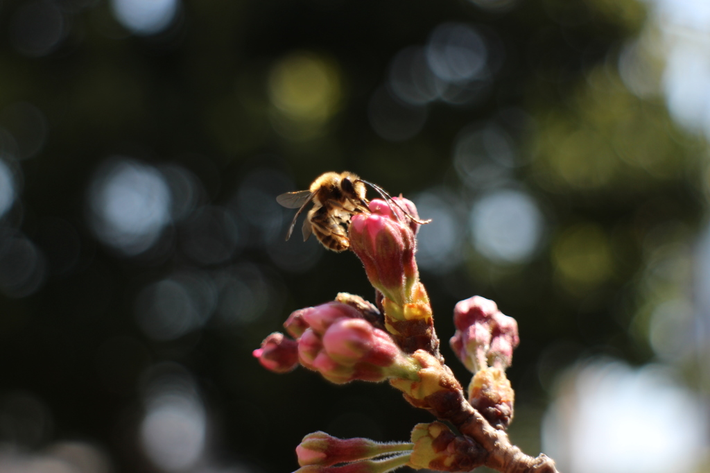 蕾と蜜蜂