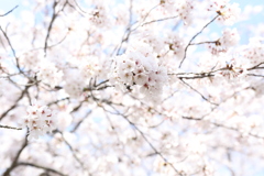 花見