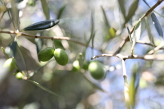 Oliva