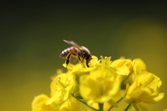 honey bee