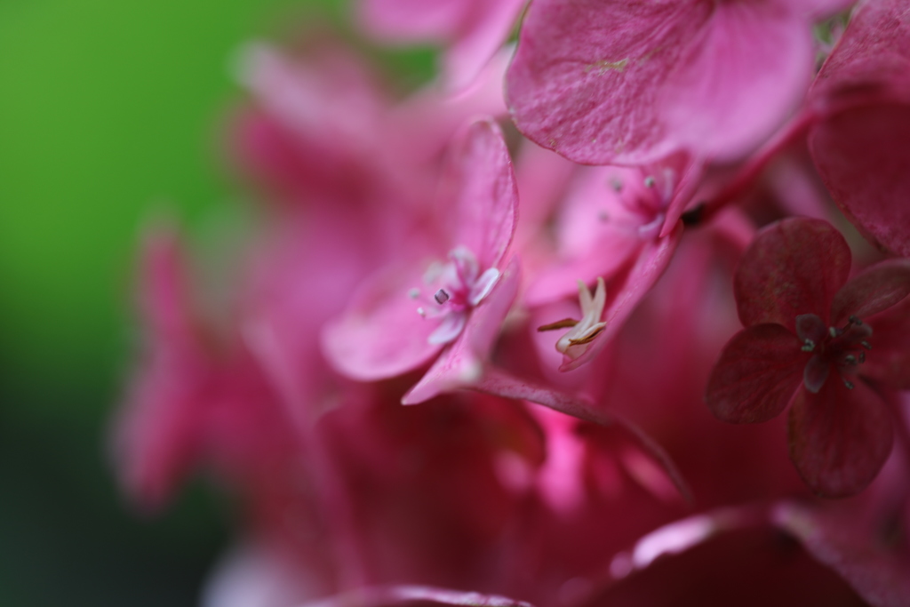 紫陽花（シグマ 70mm F2.8 DG MACRO Art）