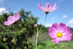 秋桜