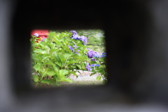 小窓から望む紫陽花
