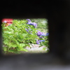 小窓から望む紫陽花