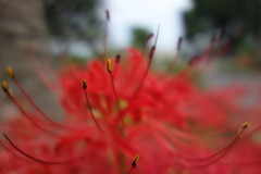 曼珠沙華