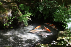 瑠璃光院の池の鯉