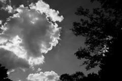 雲と木のお話