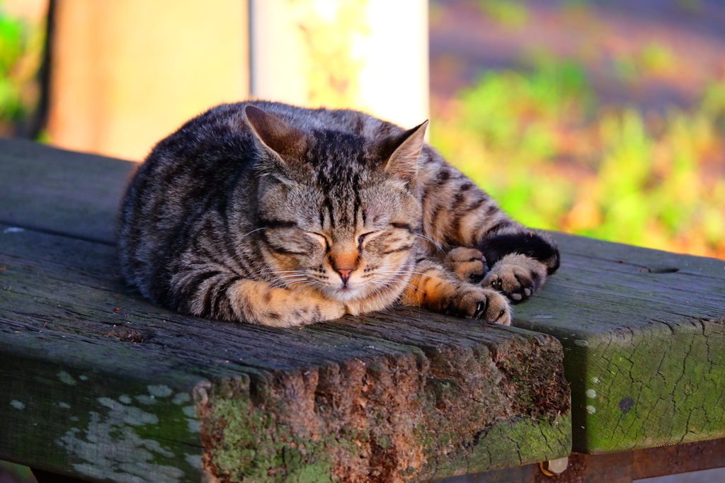 夕方のねこちゃん