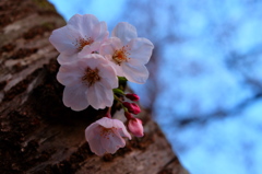 朝の桜