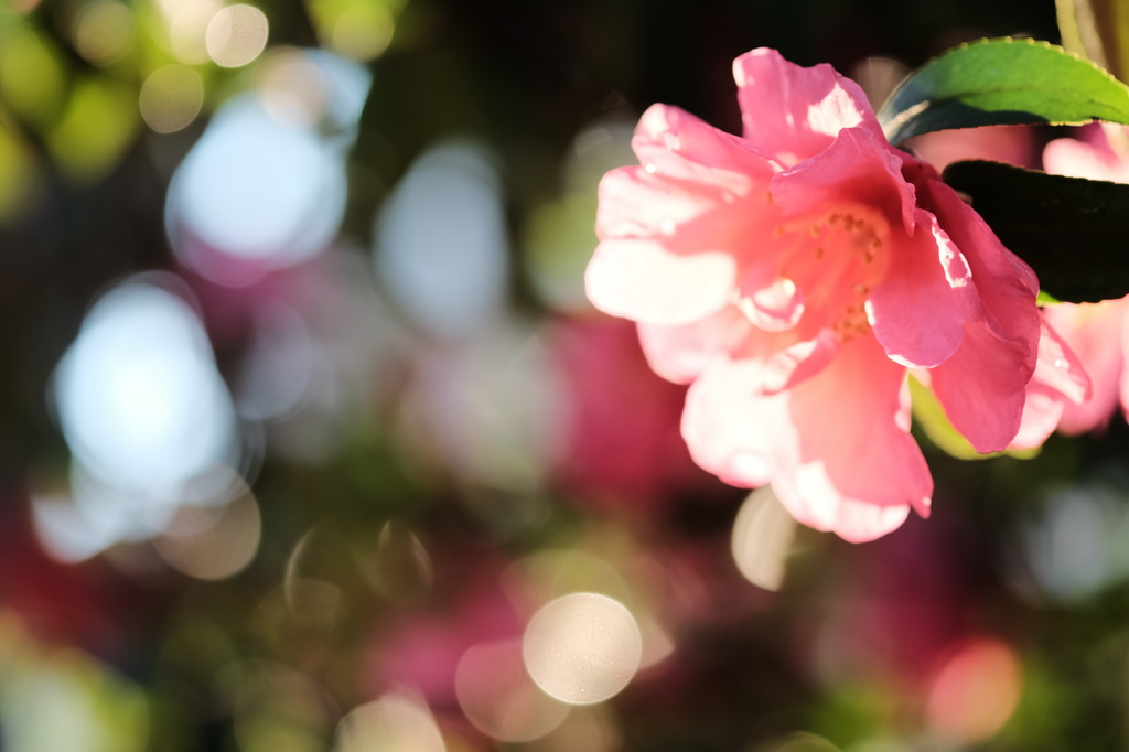 寝ぼけた目で見た花