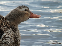 水辺の鳥