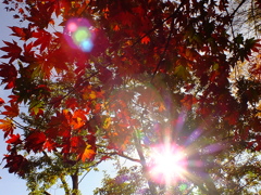 紅葉が眩しい