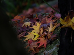 夢の中の落葉