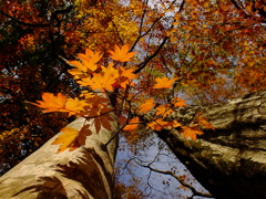 ザ・紅葉