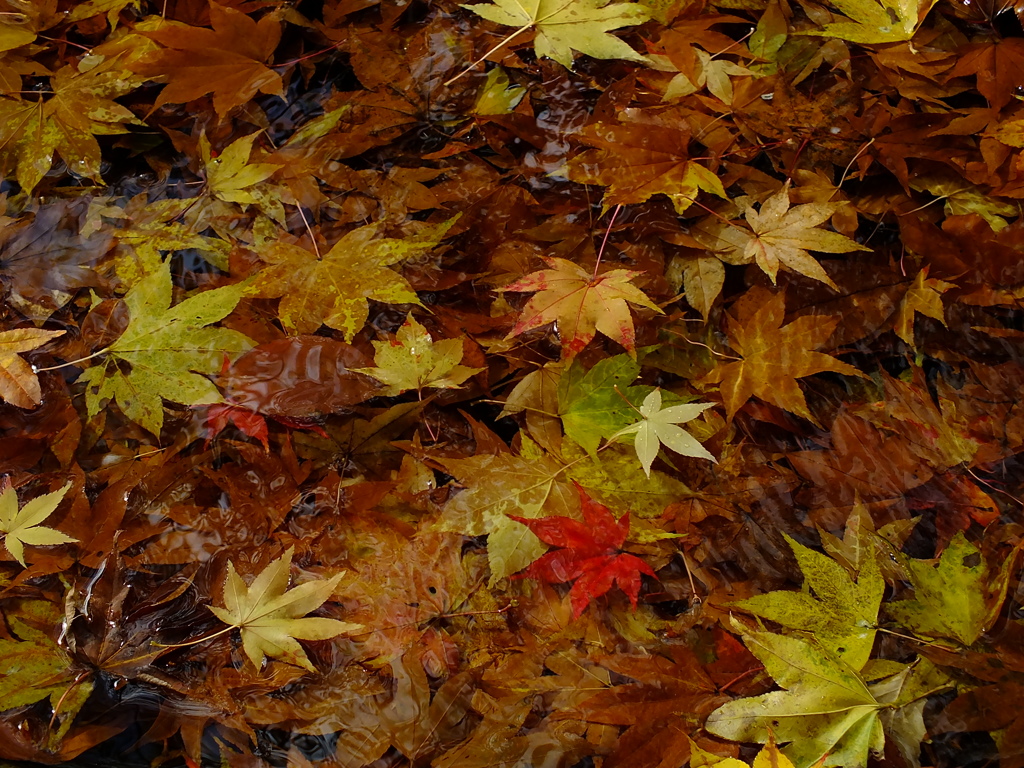 水中の落葉