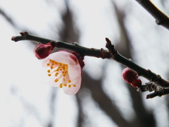 春近し