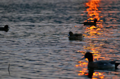 夕日と水鳥