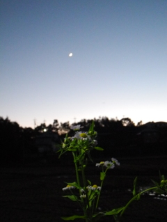秋の夜の・・・