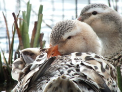 水辺の鳥