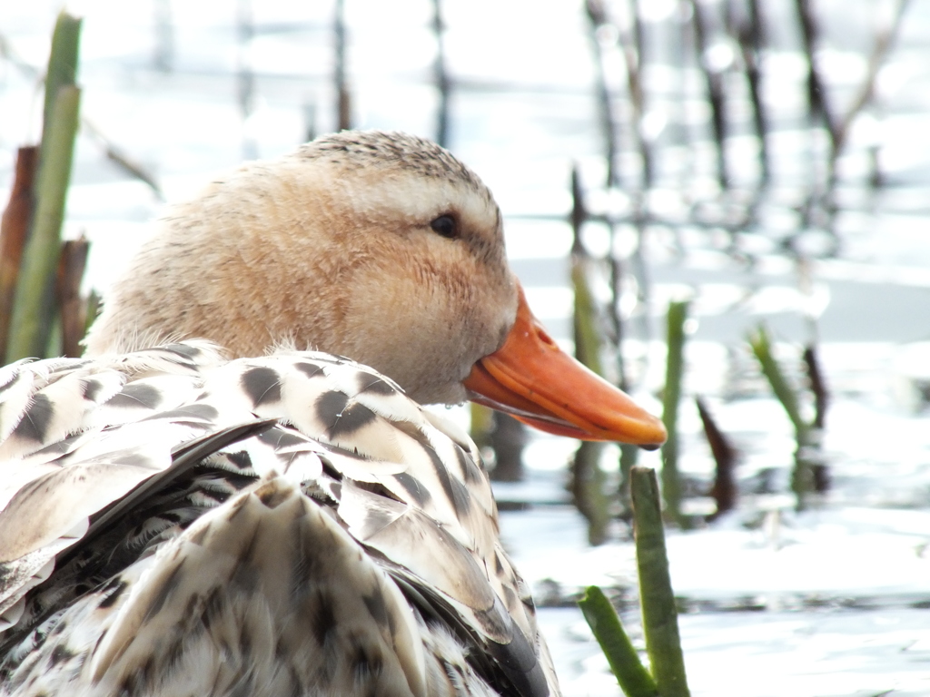 水辺の鳥