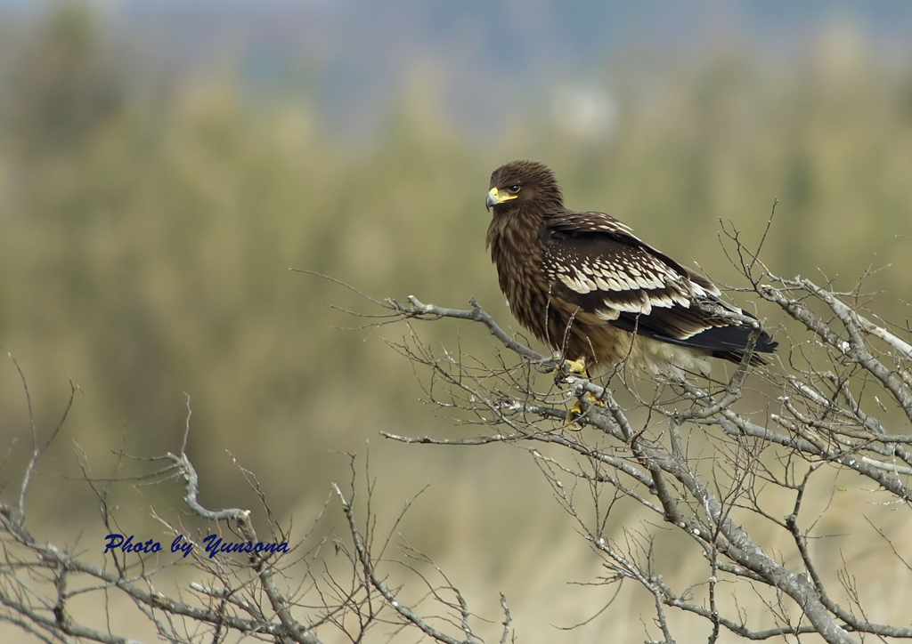 悠然として（カラフトワシ）