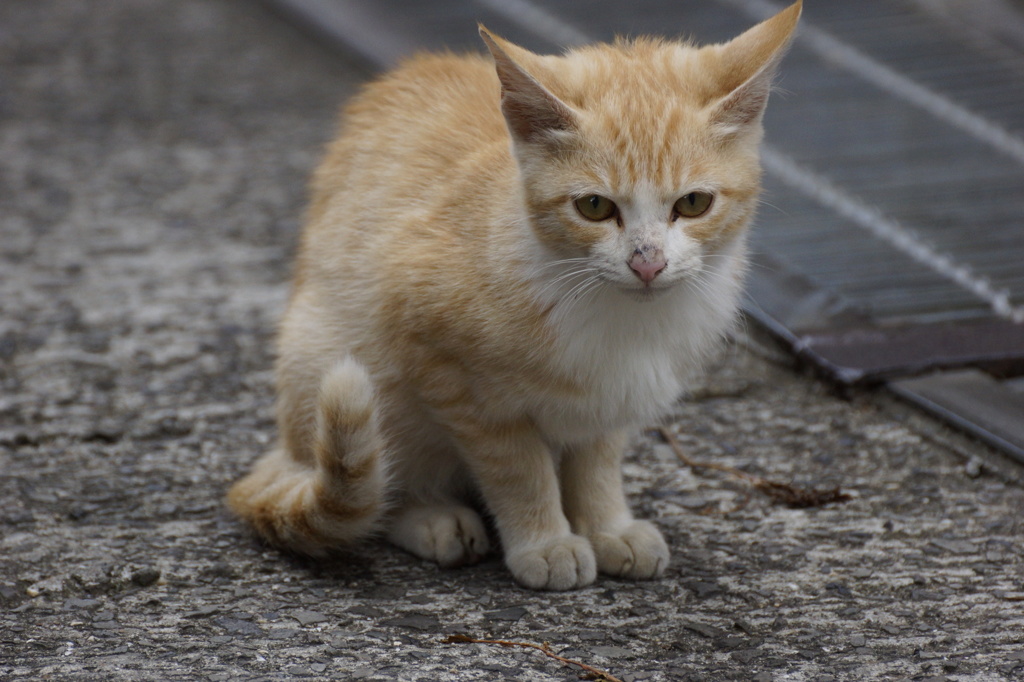 猫の島18