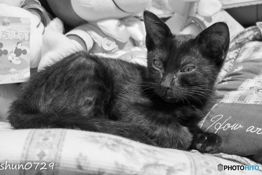 黒猫