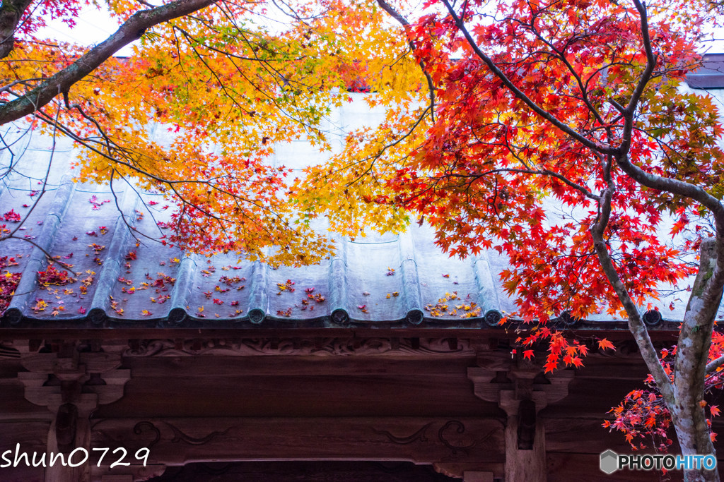 山寺のもみじ