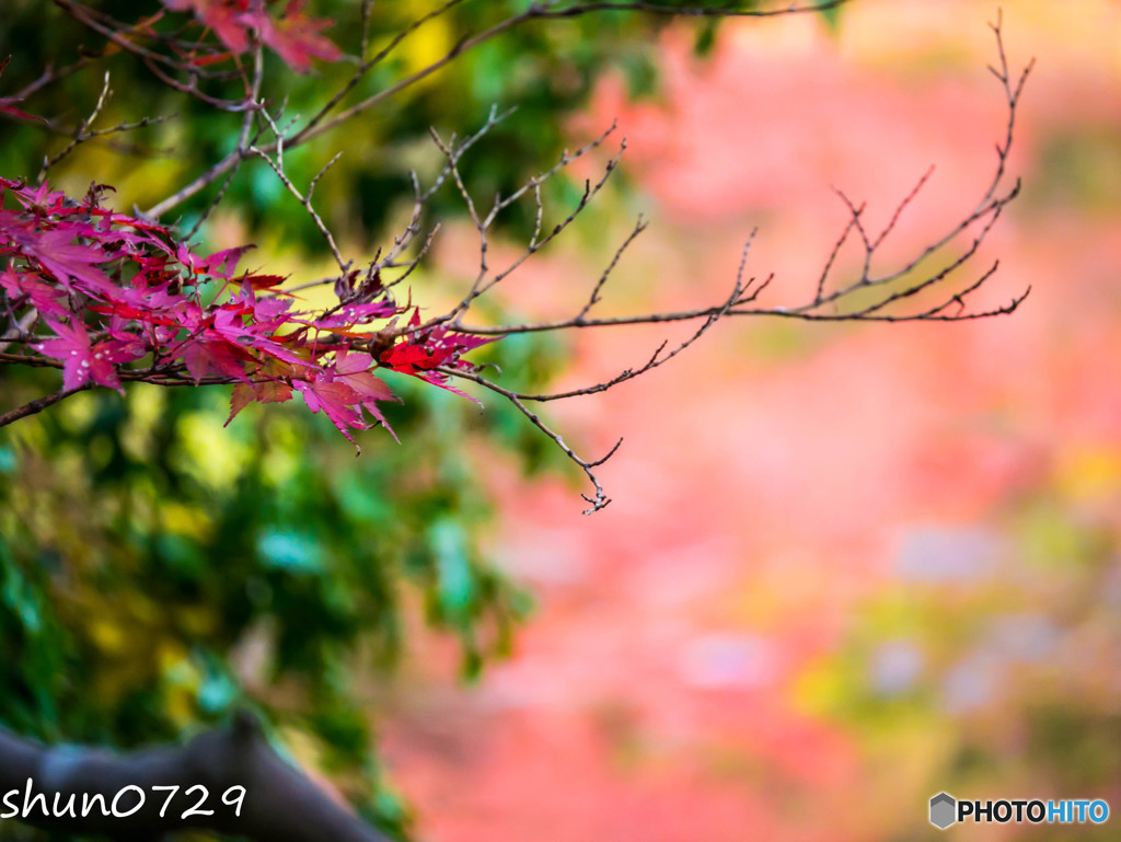 紅葉