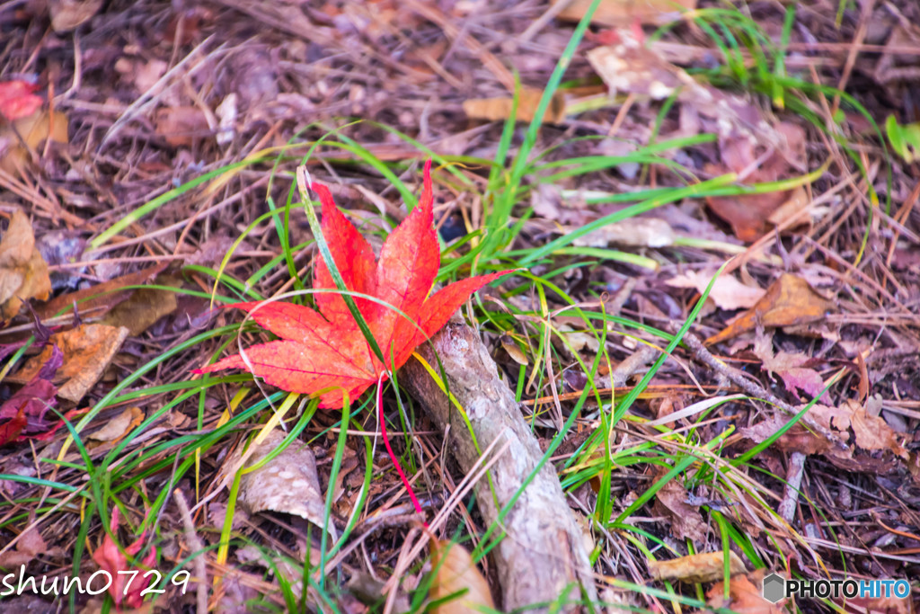 瑞宝寺公園の紅葉-3