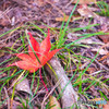 瑞宝寺公園の紅葉-3