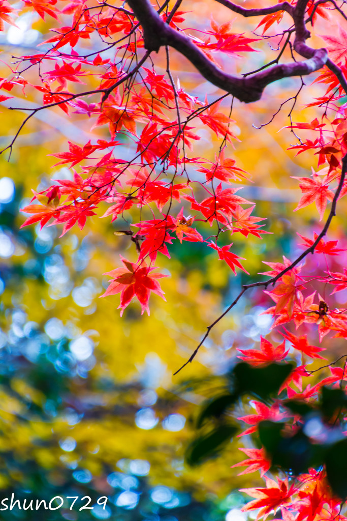 瑞宝寺公園の紅葉-5