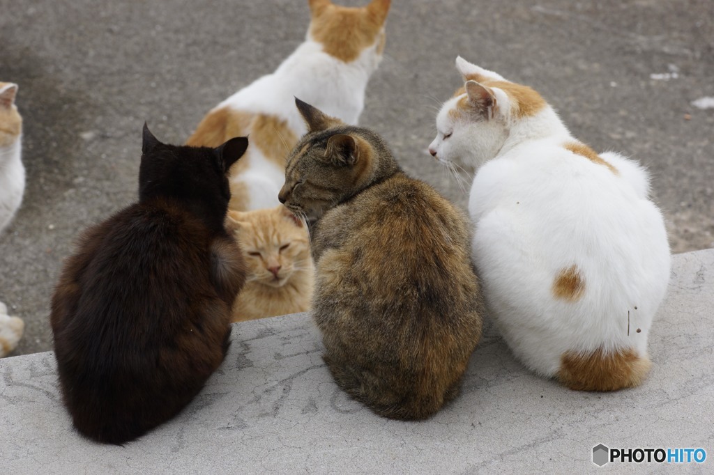 猫の島2