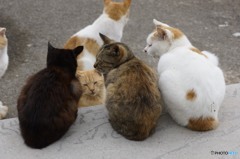 猫の島2