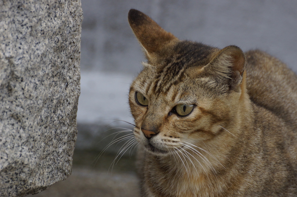 猫の島20