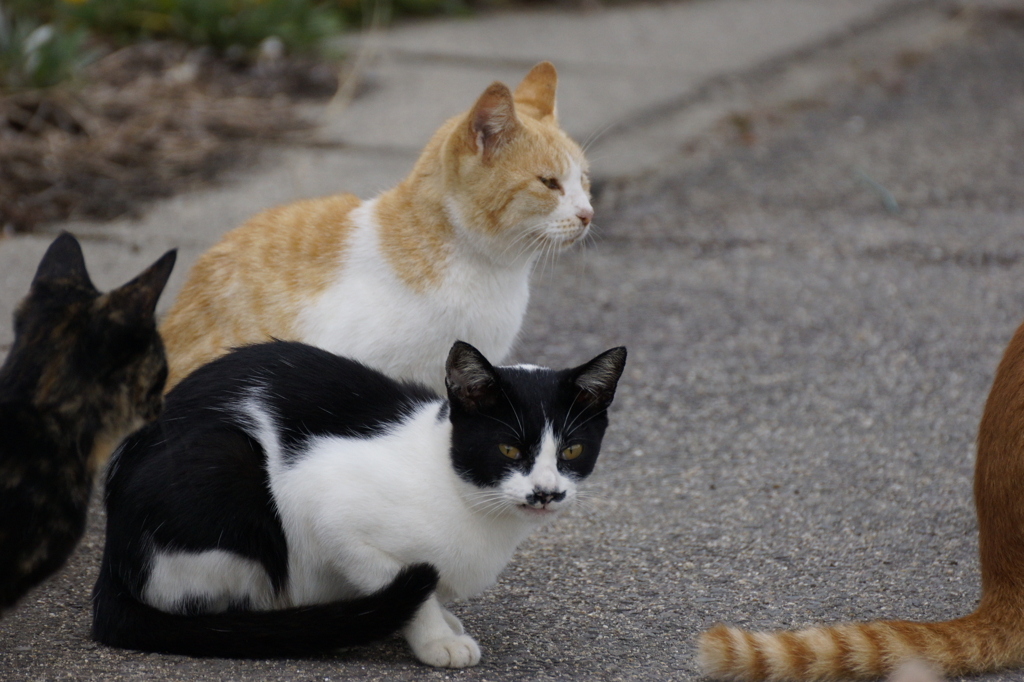 猫の島7