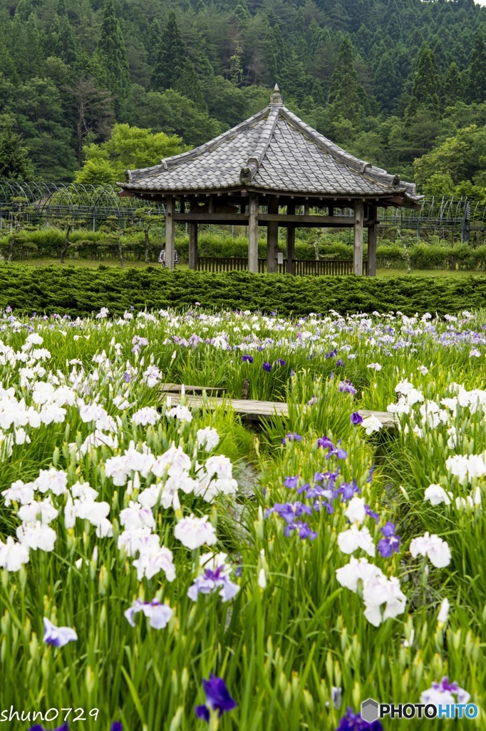 花菖蒲園-5