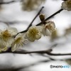 中山寺-梅 (3)