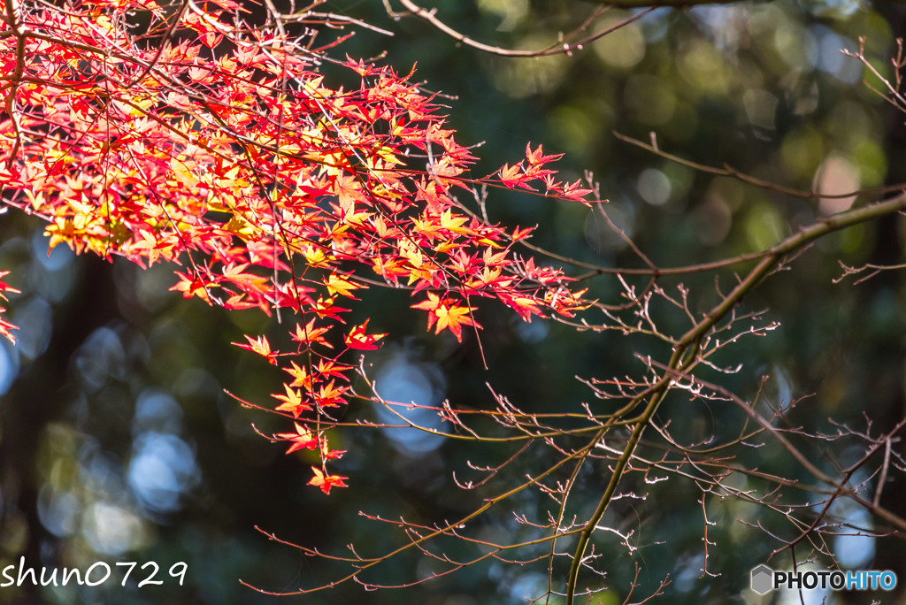 今年の紅葉2017-3