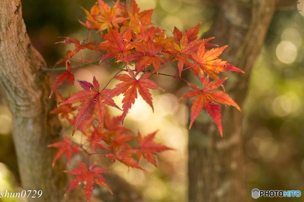 紅葉３