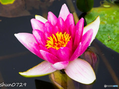 蓮の花
