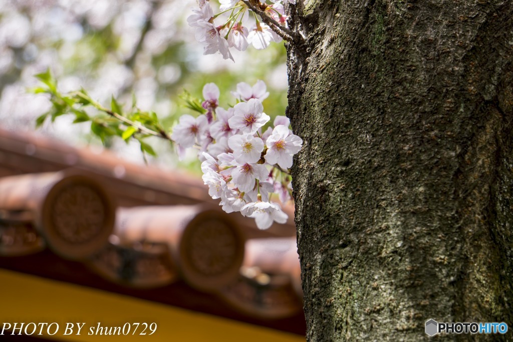 生田さんの桜５